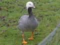 Emperor Goose